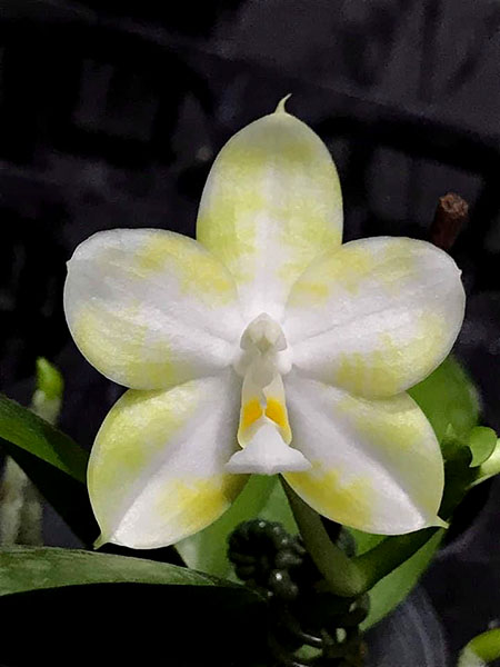 Phalaenopsis Mituo 24 Solar Terms 'White Dew'
