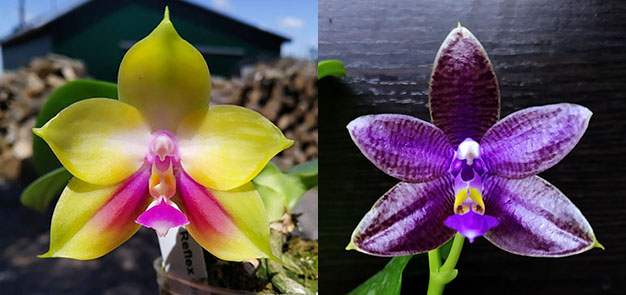 Phalaenopsis (Mituo Reflex Dragon x LD Purple 3S) #2 x (lueddemanniana fma coerulea x Yaphon The Hulk) #1