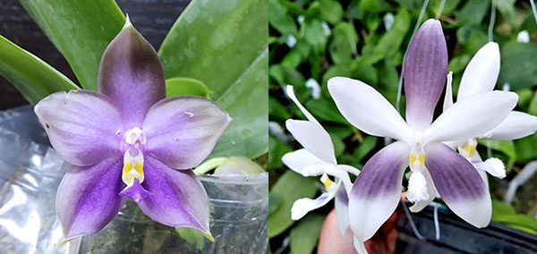 Phalaenopsis Mituo Blue Bear x speciosa coerulea ('Su's Bluish' x 'Su's Coffee Candy') #3