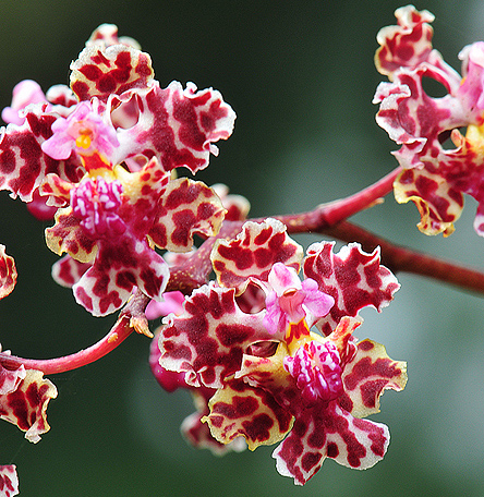 Trichocentrum carthagenense