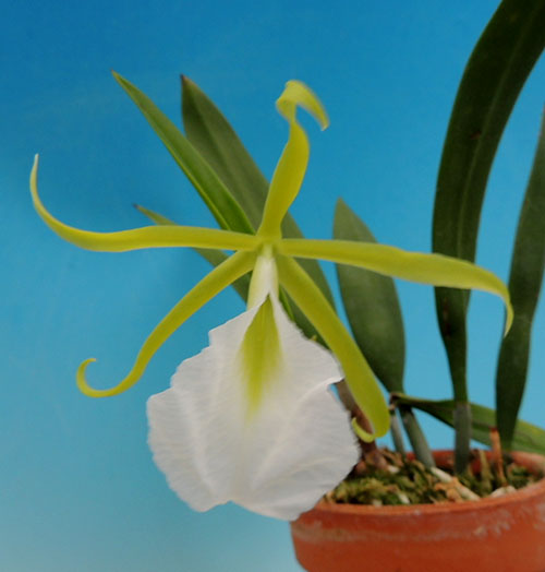 Prosavola Alex Hawkes (Enc. mariae 'SVO' AM/AOS 593x B. nodosa 'Susan Fuchs' FCC/AOS 4045)