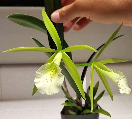 Procatavola Key Lime Stars (B. nodosa 'Susan Fuchs' FCC/AOS 4045x Epc. Lime Sherbet 4n6475)