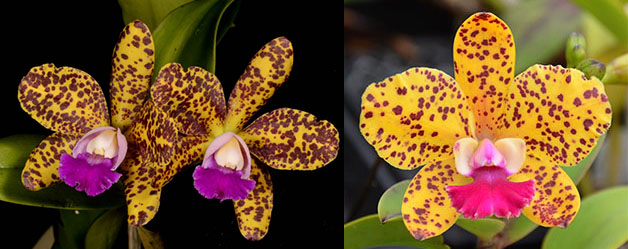 Brassolaeliocattleya Chris Tomaszkiewicz 'Giant' 4062 x Sophrolaeliocattleya Katherine Clarkson 'SVO' HCC/AOS 2145)
