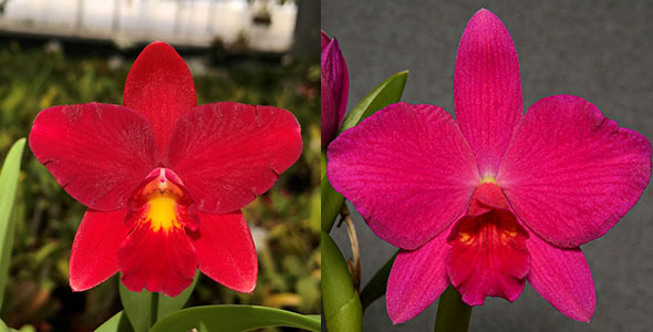 Sophrolaeliocattleya Fire Lighter (Slc. Bright Angel 'Baby C' AM/AOS x Sl. Opretii ' Hidden Treasure 4N' AM/AOS)