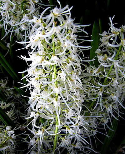 Dockrillia wassellii