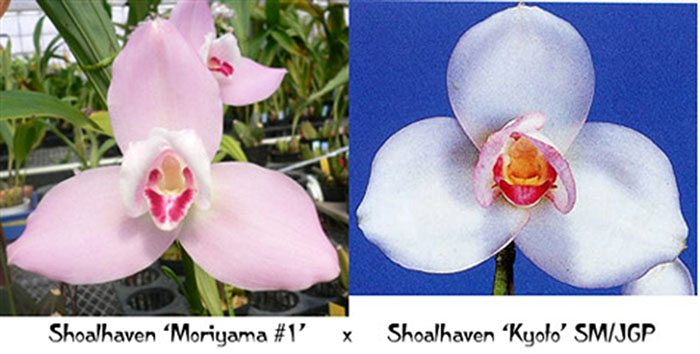 Lycaste Shoalhaven Moriyama x Lycaste Shoalhaven Kyoto