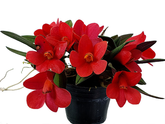 Dendrobium Aussie"s Hi-Lo