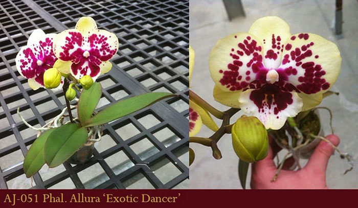 Phalaenopsis Allura 'Exotic Dancer'