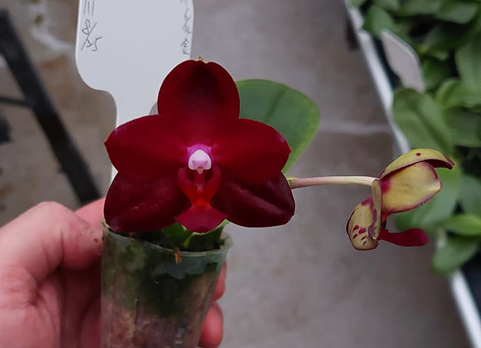Phalaenopsis Allura 'Ruby Diamond'