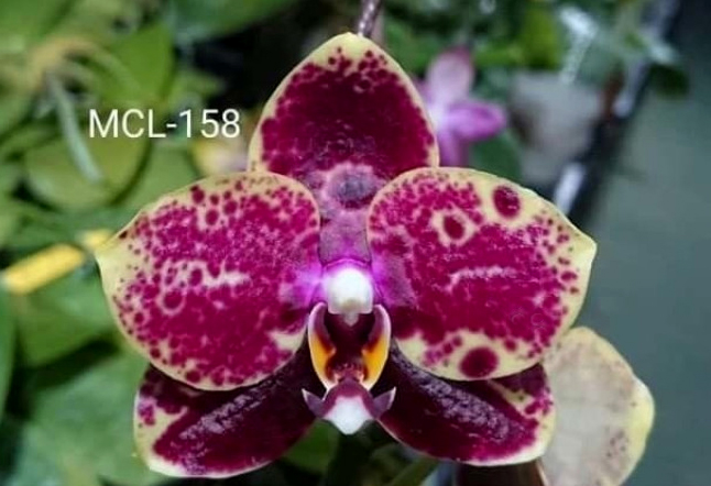 Phalaenopsis Mituo Reflex Dragon 'Mituo#21'