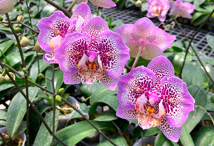 Phalaenopsis Leopard Princess 'Golden Leopard'