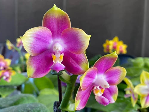 Phalaenopsis Mituo Reflex Dragon 'Purple Red'