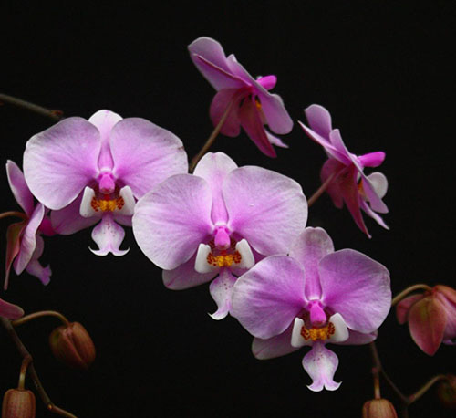 Phalaenopsis schilleriana 'Pink Butterfly' AM/AOS (MC)