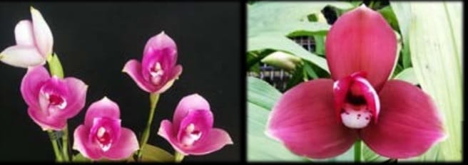 Lycaste (Gayser Gold x Shonan Harmony) x Kiama '#10'