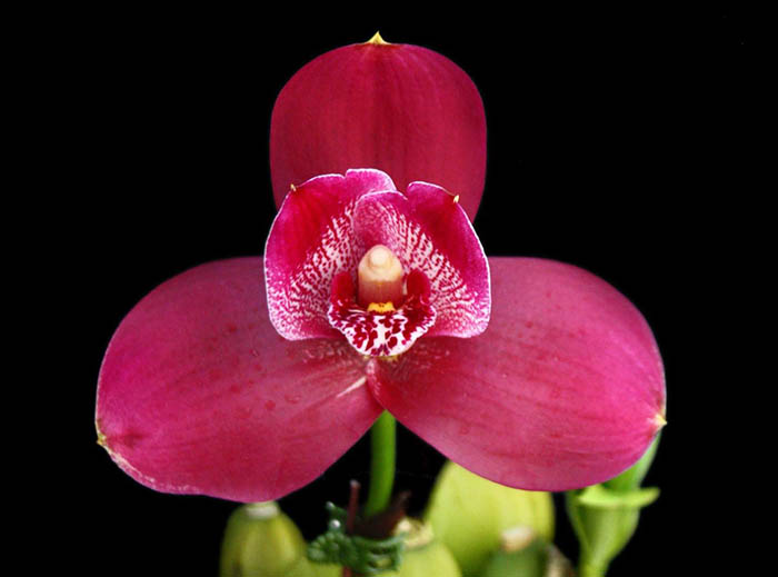 Lycaste Yi-Ying Sakura