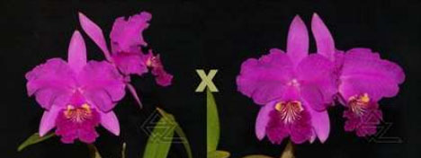 Cattleya lueddemanniana rubra x sib