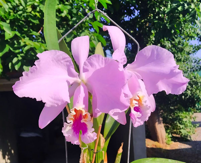 Cattleya mossiae 'Armando'