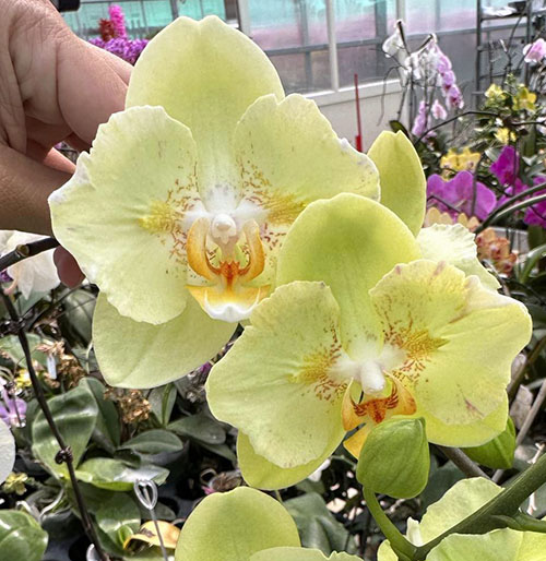 Phalaenopsis Jeannette Brandon