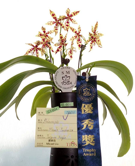Phalaenopsis Micael's Pantheritz 'Jaguar Knight' (Clone)