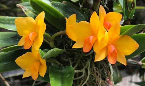Sophrolaeliocattleya Candy Ball x Sophronitis cernua