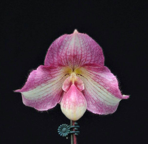 Paphiopedilum delenatii x fairrieanum