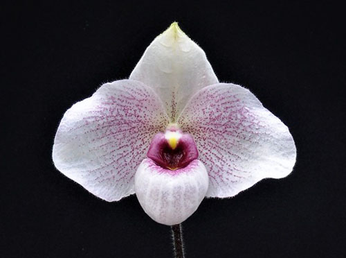 Paphiopedilum delenatii x malipoense