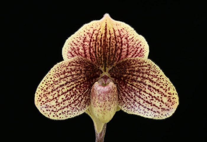 Paphiopedilum wenshanense x Favorlang Artist