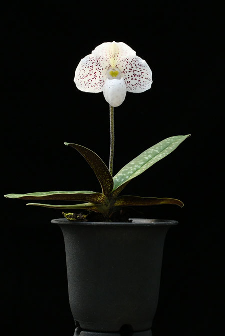 Paphiopedilum (Greyi x Usuzuki) x thaianum