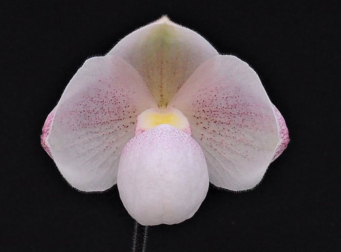 Paphiopedilum micranthum x niveum