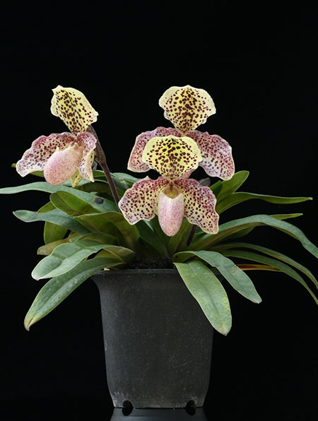 Paphiopedilum Usuzuki x henryanum