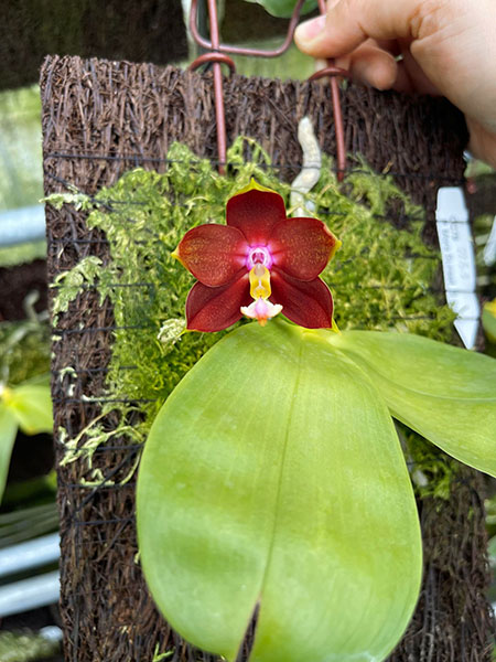 Phalaenopsis Miro Sunset