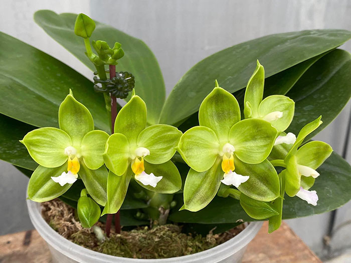 Phalaenopsis Yaphon Evergreen x Zheng Min Muscadine