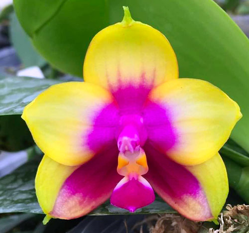 Phalaenopsis Yaphon Yellow Queen