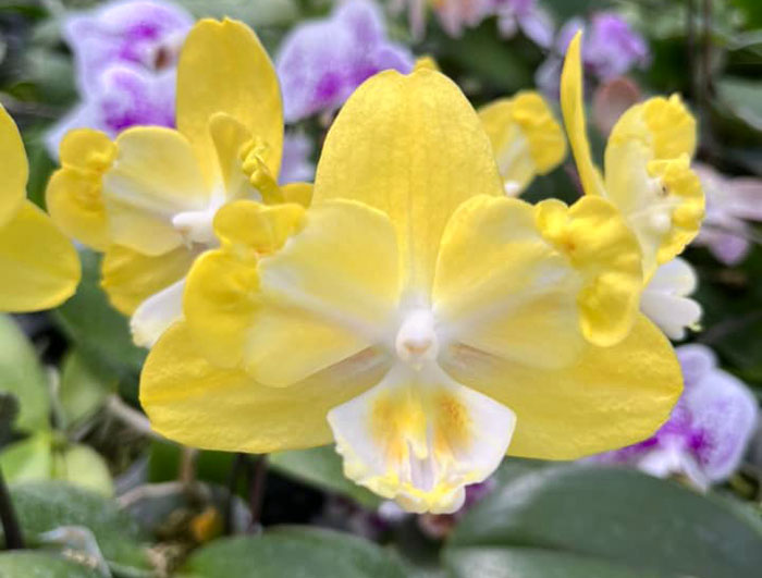 Phalaenopsis Yellow River Star