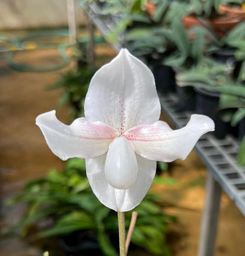 Paphiopedilum niveum x lowii