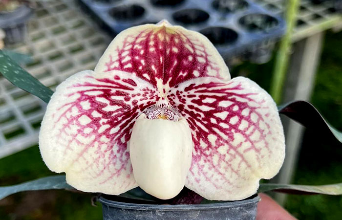 Paphiopedilum godefroyae x sib (STP#1)