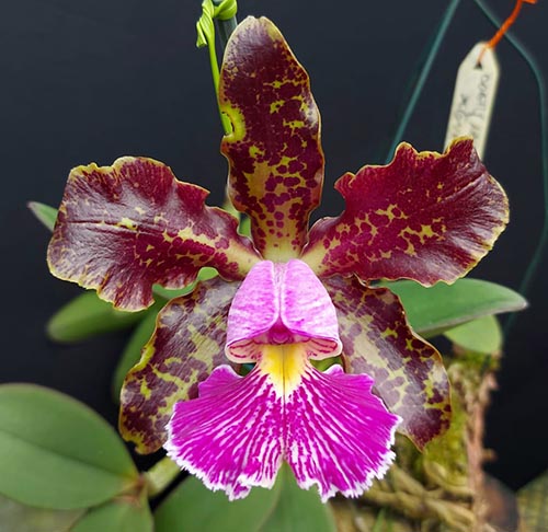 Cattleya schilleriana 'Tesouro' x 'Guarapari'
