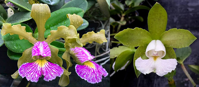 Cattleya schilleriana semi-alba '#2-2016' x schilleriana albescens '#3-2016'