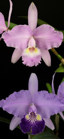 Cattleya lueddemanniana concolor 'Labeluda' x purpurea ' Baby Babe'