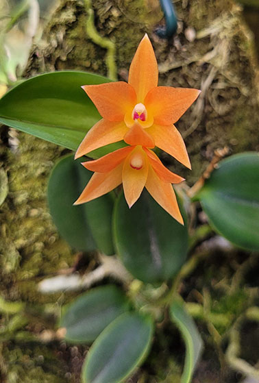 Sophronitis cernua amarela x cernua laraja