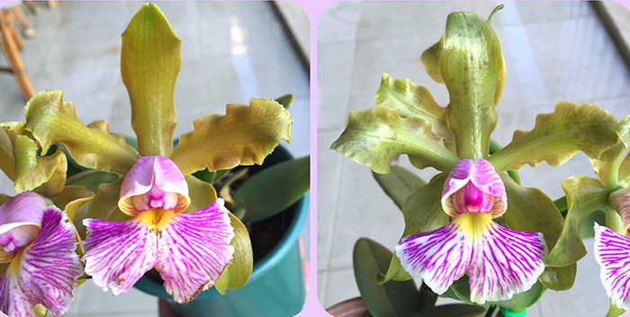 Cattleya schilleriana suave 'Lisa' x schillerian suave 'Pintas'