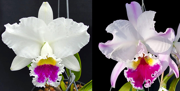Cattleya labiata semi-alba 'DM05' x labiata semi-alba pincelada 'Celio'