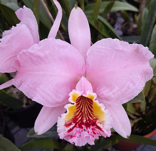 Cattleya lueddemanniana vinicolor x self (SC)