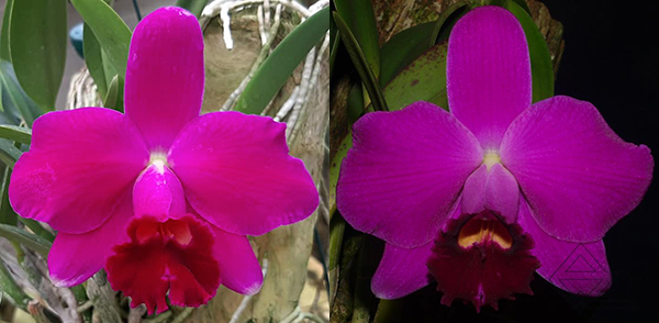 Laelia pumila rubra 'Jungle' x pumila escura '1028'