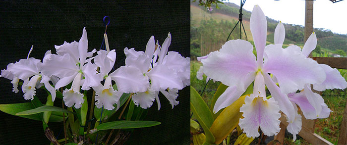 Cattleya warneri suavissima 'Ricardo Bells' x warneri amesiana 'Mem Pedro Schaffel'