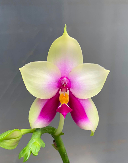 Phalaenopsis bellina SWR x self
