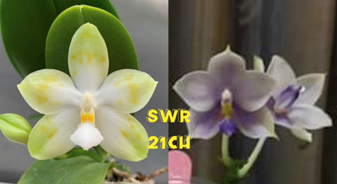 Phalaenopsis Tzu Chiang Tetralitz 'Flava' x SWR GV 'M625'