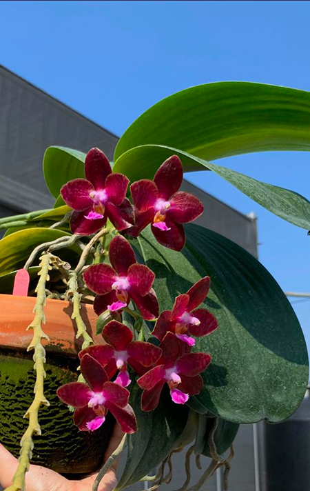 Phalaenopsis SWR Gigan Cherry 'SWR Ruby'
