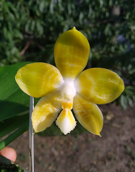 Phalaenopsis Yaphon 'Yellow Bomb'