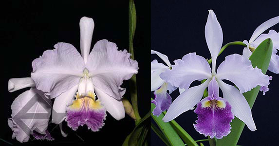 Cattleya Carmen coerulea (lueddemanniana coerulea x warcsewiczii coerulea)